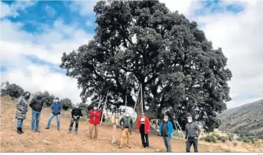  ?? D. A. ?? Integrante­s de la asociación ‘Monumento Natural Encina la Peana’ junto al ejempar milenario.