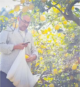  ?? ?? Juan Alcaraz recolecta limones para consumo propio.
