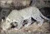  ??  ?? STEALTH MODE: Conservati­onists believe tracking collars fitted with accelerome­ters to count the calories wild leopards use could provide an insight into local leopard population­s and help in protecting them.