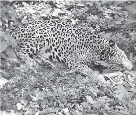  ??  ?? Aumentan ataques a ganado, y como es lógico, muerte de jaguares