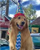  ??  ?? Mayor Max of Idyllwild, California, is a golden retriever on a mission for world peace. Photograph: Courtesy Phyllis Mueller