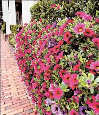  ?? JAMES WINTER/TRIBUNE NEWS SERVICE ?? Superbells calibracho­a, including this Cherry Red variety, is one of the best buys for your gardening dollar.