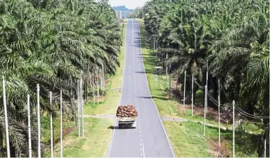  ??  ?? Oil palm fruits on the way to processing on a plantation in Lahad Datu, Sabah. Palm oil is used in 50% of products found on supermarke­t shelves, according to the RSPO.