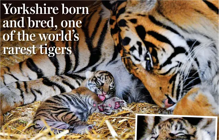  ??  ?? Cat-nap: The cub – a Sumatran tiger, which are critically endangered – snuggles up to its mother