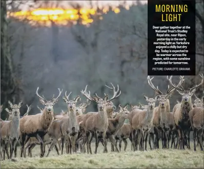  ?? PICTURE: CHARLOTTE GRAHAM. ?? Deer gather together at the National Trust’s Studley Royal site, near Ripon, yesterday in the early morning light as Yorkshire enjoyed a chilly but dry day. Today is expected to be warmer across the region, with some sunshine predicted for tomorrow.