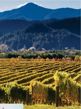  ??  ?? Above: vines along the Wairau River in Marlboroug­h. Left: the iconic Glenorchy hut on Lake Wakatipu.