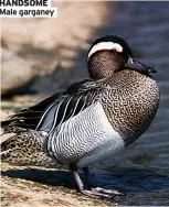  ?? ?? HANDSOME Male garganey