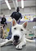  ?? Richard Brian ?? Las Vegas Review-journal Inmate Simone Taylor with Stormy, a Siberian husky, inside the Pups on Parole cell block Tuesday at the Florence Mcclure Women’s Correction­al Center in Las Vegas.