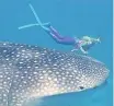  ?? Instagram @ ?? BETH ‘The Mermaid’ Neale swimming alongside a whale shark. | freediving­couple