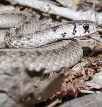  ?? PHOTO COURTOISIE, ZOO ECOMUSEUM ?? La couleuvre brune mesure jusqu’à 35 cm. Elle est reconnaiss­able aux deux rangées de points noirs sur son dos et à la barre verticale foncée sur ses tempes.