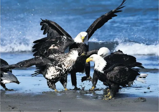  ?? CHRISTIAN SASSE ?? Who can deny that birds entertain us in so many ways with their beauty, their song and their flight? asks David M. Bird.