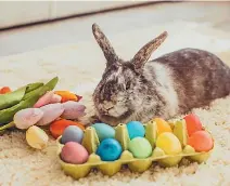  ?? PHOTOS: BELINDA MERRIE/STUFF ?? Paint eggs in rainbow colours and arrange them down the centre of the table.