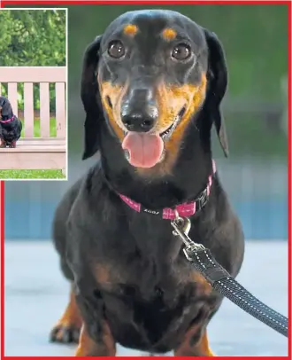  ??  ?? Pawfect... Stanley, above, and, inset, with Dame Jessica Ennis-Hill in the Vitality ads