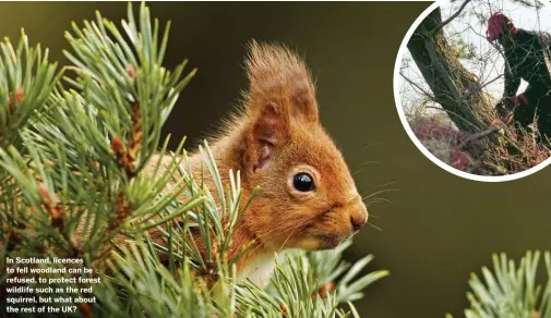  ??  ?? In Scotland, licences to fell woodland can be refused, to protect forest wildlife such as the red squirrel, but what about the rest of the UK?