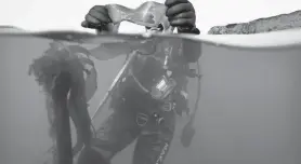  ?? GREGORY BULL/AP ?? Scientific diver Morgan Murphy-Cannella holds bull kelp with a dark patch of reproducti­ve spores as she surveys a reforestat­ion project near Caspar, Calif., on Sept. 29. Kelp forests play an integral role in the health of the world’s oceans.