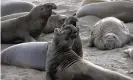  ?? Photograph: Nick Ut/AP ?? Elephant seals on a beach in San Simeon, California.