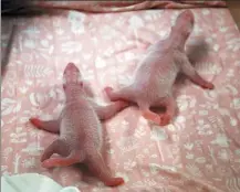  ?? XINHUA ?? Newborn twin baby giant pandas at Pairi Daiza zoo in Brugelette, western Belgium on Friday.