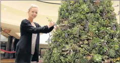  ?? Picture: SISIPHO ZAMXAKA ?? WORK OF LOVE: Wedding florist Sarah May Law’s botanical Christmas tree at Vincent Park mall is made up of close to 1 000 succulents and indigenous plants