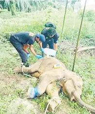  ?? ?? DIRAWAT: Anak gajah yang ditemukan cedera akibat terkena jerat ketika dirawat untuk pembedahan.