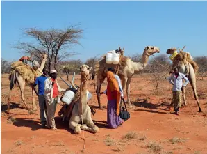  ?? ﬃGITONGA NJERUﬀ ?? Kenyan camel breeders