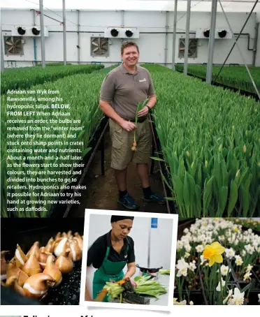  ??  ?? Adriaan van Wyk from Rawsonvill­e, among his hydroponic tulips. BELOW, FROM LEFT When Adriaan receives an order, the bulbs are removed from the “winter room” (where they lie dormant) and stuck onto sharp points in crates containing water and nutrients....