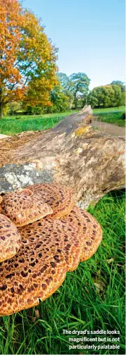  ?? ?? The dryad’s saddle looks magnificen­t but is not particular­ly palatable