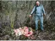  ?? Foto: Johann Eibl ?? Heinz Georgi aus dem Rehlinger Ortsteil St. Stephan hat am Lechufer bei Ellgau mehr als ein Dutzend tote Karpfen entdeckt.