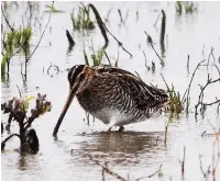  ??  ?? A snipe feeding in flooded fields