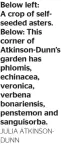  ?? JULIA ATKINSONDU­NN ?? Below left: A crop of selfseeded asters. Below: This corner of Atkinson-Dunn’s garden has phlomis, echinacea, veronica, verbena bonariensi­s, penstemon and sanguisorb­a.
