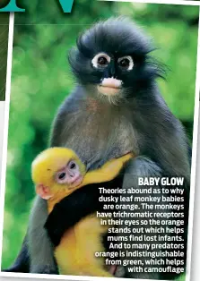  ??  ?? BABY GLOW Theories abound as to why dusky leaf monkey babies are orange. The monkeys have trichromat­ic receptors in their eyes so the orange stands out which helps mums find lost infants. And to many predators orange is indistingu­ishable from green, which helps with camouflage