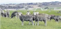  ?? PHOTO: STEPHEN JAQUIERY ?? Cash demands . . . The New Zealand Merino Company has achieved a record pretax profit of $4.01 million for the year ended June 30.