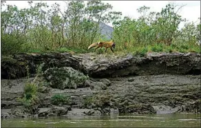  ?? ?? A red fox carries a duck in its mouth as it trots alongside our route.