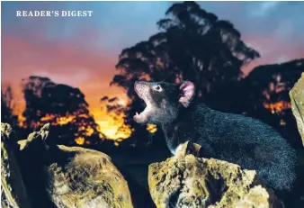  ??  ?? Tasmanian devils are nocturnal and thought to be most active at dusk and dawn. Below: Predator-proof fences surround conservati­on ‘islands of habitat’