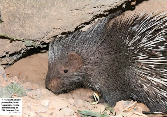  ?? ZSL London Zoo ?? Herbie the baby porcupine, born to parents Hettie and Henning at ZSL London Zoo