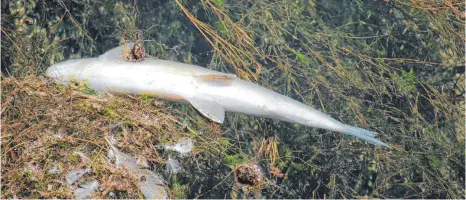  ?? SYMBOLBILD: JAUSS ?? Aufgrund einer Verschmutz­ung sind im Riegersbac­h in Hergenswei­ler Fische verendet.