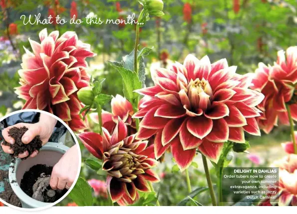  ??  ?? DELIGHT IN DAHLIAS Order tubers now to create your own summer extravagan­za, including varieties such as jazzy ‘Dutch Carnival’