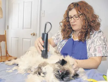  ?? BY LYNN CURWIN/TRURO NEWS ?? Jennifer Macqueen Simmons, of Jennifur’s Mobile Cat Grooming, clips matted hair from Karmandi, a Himalayan. Macqueen Simmons travels around the province to groom cats.