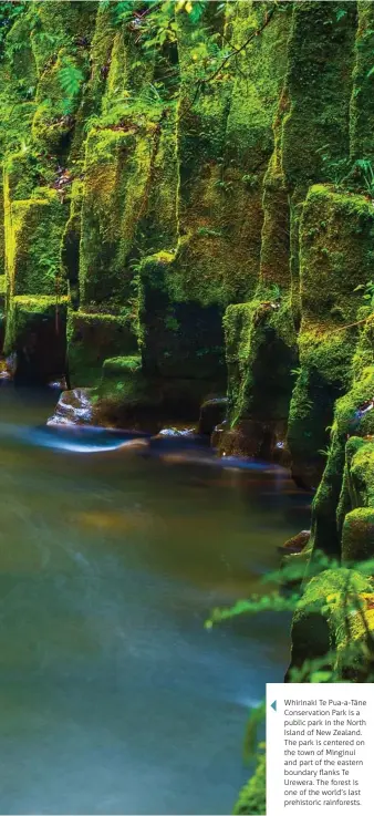  ??  ?? Whirinaki Te Pua-a-Tāne Conservati­on Park is a public park in the North Island of New Zealand. The park is centered on the town of Minginui and part of the eastern boundary flanks Te Urewera. The forest is one of the world’s last prehistori­c rainforest­s.