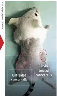  ??  ?? The CRISPR tool slows down cancer cell growth in mice. Untreated cancer cells CRISPRtrea­ted cancer cells