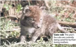  ??  ?? Cute cub This year’s fox cubs are currently being cared for by their loving mothers
