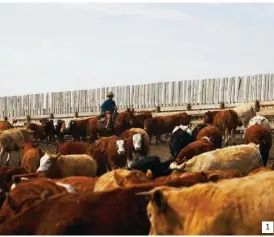  ??  ?? 1 Vaquero en el campo El método tradiciona­l de pastoreo sigue estando vigente en la mayoría de granjas de Canadá. 1