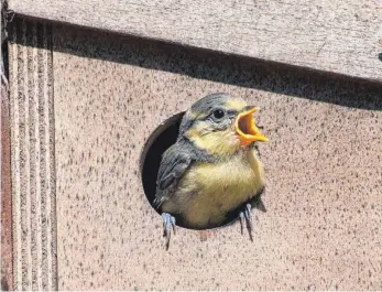  ?? FOTOS: ROLAND KNAUER ?? Die Küken der Blaumeisen schlüpfen in Baumhöhlen oder heutzutage oft in Nistkästen, deren Eingänge zu schmal für die Pfoten eines Marders sind.