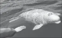  ?? SUBMITTED PHOTO ?? They’re curious but the Department of Fisheries and Oceans is asking the public not to get too close to the beluga whales in Ingonish harbour. New marine regulation­s require the public to remain at least 100 metres away from the mammals.