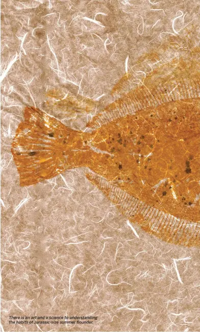  ??  ?? There is an art and a science to understand­ing the habits of Jurassic-size summer flounder.