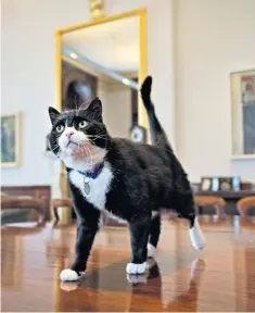  ??  ?? On the prowl: Palmerston is the resident cat at the Foreign Office