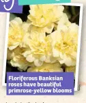  ??  ?? Floriferou­s Banksian roses have beautiful primrose-yellow blooms