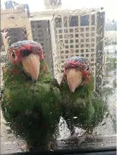  ??  ?? No-fly zone: Pet parrots in Miami