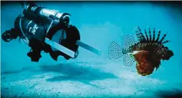  ??  ?? BERMUDA: In this artist photo provided by Robots in Service of the Environmen­t shows, the first day a new robot was used to hunt dangerous and invasive lionfish in Bermuda.