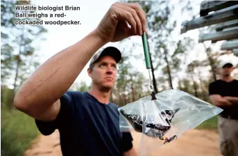  ??  ?? Wildlife biologist Brian Ball weighs a redcockade­d woodpecker.