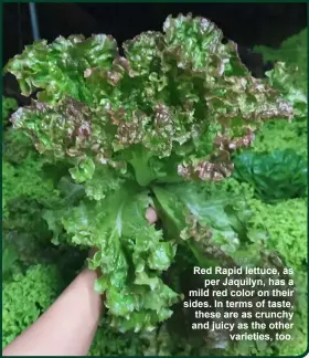  ?? ?? Red Rapid lettuce, as per Jaquilyn, has a mild red color on their sides. In terms of taste, these are as crunchy and juicy as the other varieties, too.